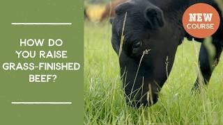 How do you raise grass-finished beef? | Joel Salatin's Salad Bar Beef Video Course Promo