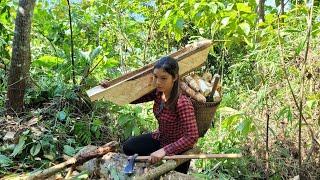 Go to the forest to dig cassava and make troughs for pigs to eat - Lý Lưu Linh