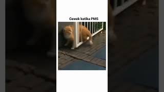 pager yg salah #viral #foryou #kucingimut #kucing #kucinglucu #cat #funny #catlover #catshorts