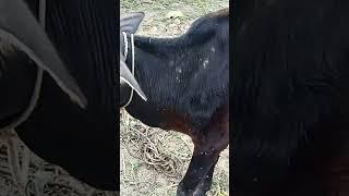 bull #bdvets
