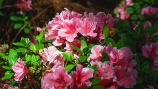 How to Prune Your Reblooming Encore Azaleas