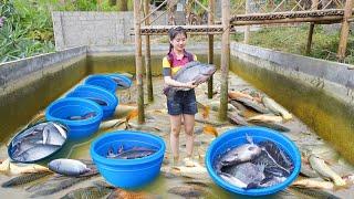 Nhất Harvesting Many Fish In The Pond To Sell At The Market, Planting Purple Sugarcane Garden