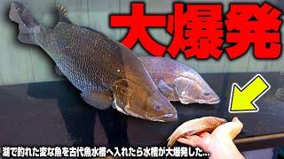 【水槽爆発】不思議な魚が釣れたので腹ペコの古代魚水槽に入れた結果…