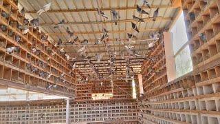 A modern pigeon farm in Saudi Arabia || Modern Pigeon Farm 2022 || All Birds Vlog