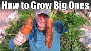 How to Grow Big Carrots