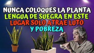 Nunca coloques la Planta Lengua de Suegra en este lugar - solo atrae luto y Pobreza