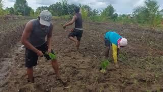 ALHAMDULILLAH‼️PAK SUDIWANI SUDAH MULAI TANAM  PADI PETANI RANTAU ASAL KOTA BATU MALANG