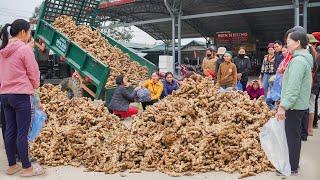 Use Truck To Harvesting Many Ginger Root Go To Countryside Market Sell. Daily Farm