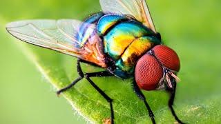 High Fly