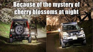 The cherry blossoms have bloomed! How to enjoy night photography/夜間の写真撮影の楽しみ方