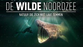 Trailer De Wilde Noordzee (www.dewildenoordzeefilm.nl)