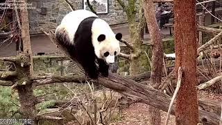 Bei Bei, The Busy Panda