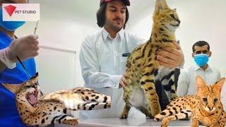 A wild serval cat for vet exam... rescued in COVID times...