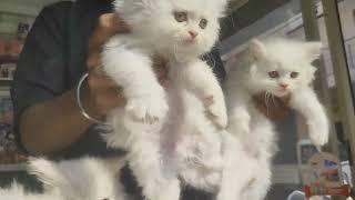 Fluffy Persian Kittens for Sale | Healthy & Playful  Call 8791138756
