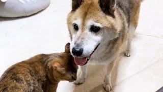 気にかけてくれる柴犬の優しさが嬉しかった猫がこうなりました