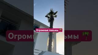ТАКОЕ ВЫ НИКОГДА НЕ ВИДЕЛИ! #пальмы #пляж #отель #пальма