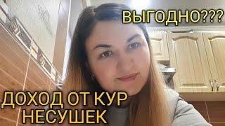 ДОХОД ОТ КУР НЕСУШЕК/ Породы кур несушек / Куры несушки в хозяйстве / Прибыль от кур несушек