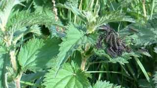 Caterpillars of the Small Tortoiseshell Butterfly