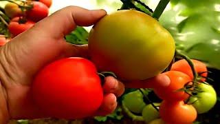 ОБЯЗАТЕЛЬНО БУДУ САЖАТЬ УРОЖАЙНЫЕ И ВКУСНЫЕ ТОМАТЫ Красный Купол! Томат для теплиц,открытого грунта