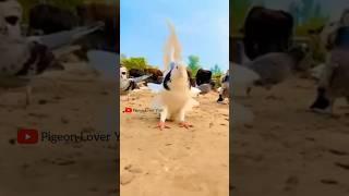 pigeon back flip traning #fancypigeon #pigeons #shotrs #shortsfeed #shortvideo