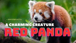 The Red Panda A Charming Creature | DPFunFacts