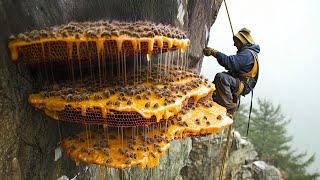 How To Harvest Honey on the Edge of a Cliff | The Most Dangerous Workers In The World