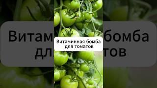 Витаминная бомба для томатов  #огород #дача #томаты #подкормка