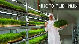 Много пшеницы на ВИТГРАСС. Как замочить, прорастить и вырастить зерно (пшеницу) ?