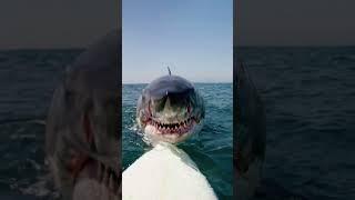 SHARK Takes On SURFBOARD In Insane Encounter | AI