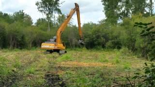 Glossy buckthorn removal project at Dahlem