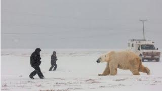 INSANE ANIMAL ENCOUNTERS TO WATCH BEFORE 1:03 A.M.