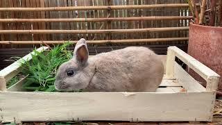 Bunny eats wooden crates #snack