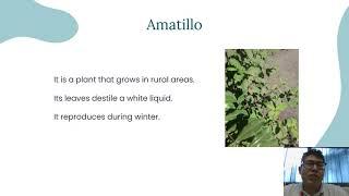 Amatillo Tea