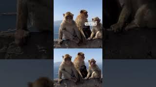 Meet Miko The Determined Learning Monkey |#monkey #intelligence #funny #information #viralshort