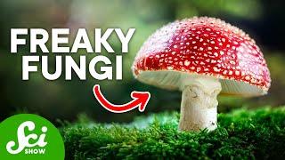 The Craziest Fungi On Earth Today