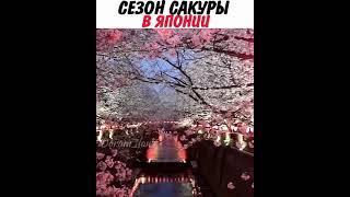 Untitled video