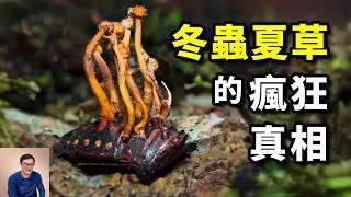 Cordyceps is called "grass" but it is not a plant that can controls zombies#Biology #Animal #Plant