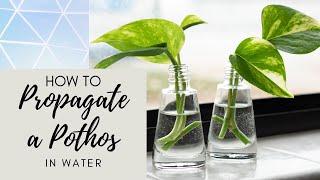 How to Propagate Pothos in Water