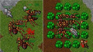 Old Tibia - LvL EK 148 LURING OLD WIDOW Mass Kill (Astera 2006 7.72)