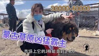 【多多其木格】蒙古草原凶猛霸主：一只价值3万至几十万，女汉子上手直接抱