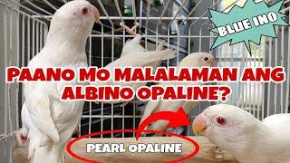 PAANO MO MALALAMAN ANG ALBINO OPALINE? 