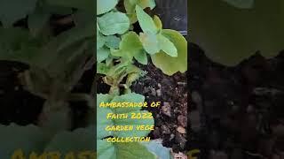 AMBASSADOR OF FAITH#VEGE 2022 COLLECTION#EDIBLE PLANTS#