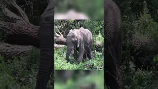 African Elephants of the Serengeti