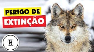 ANIMAIS em EXTINÇÃO  1O espécies em perigo 2021️