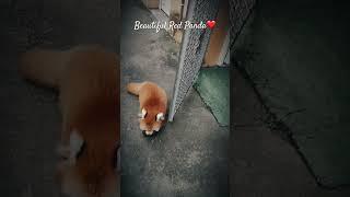 Red Panda Behaviour #funny #animals #cute #shorts #redpanda