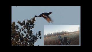 Teeren metsästys - Teeri kiväärillä 2016 - Black Grouse Hunting