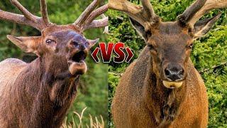 Two Elk Bull Giants Fight