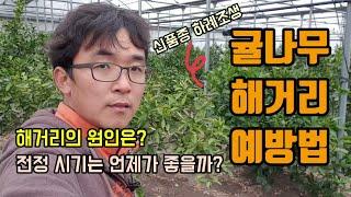 귤나무 해거리 예방법 감귤의 해거리의 원인과 전정시기 신품종 하례조생 감귤재배