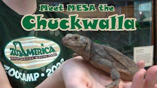 Meet MESA the Chuckwalla