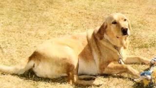 Clydo the Wonder Dog